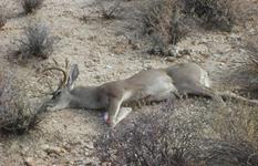 Past Whitetail and Mule Deer Hunting Trips